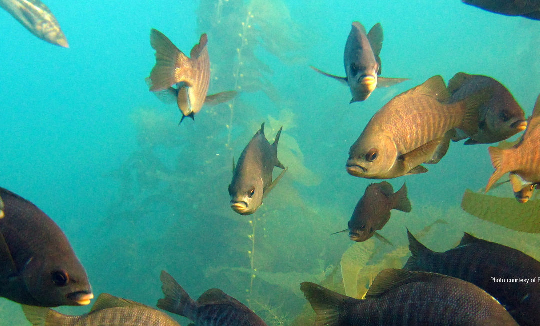 Party Boat Operators to Face Stiffer Penalties for Violations within MPAs