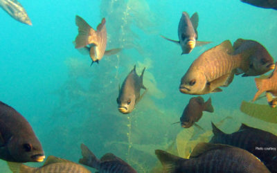 Party Boat Operators to Face Stiffer Penalties for Violations&nbsp;within&nbsp;MPAs