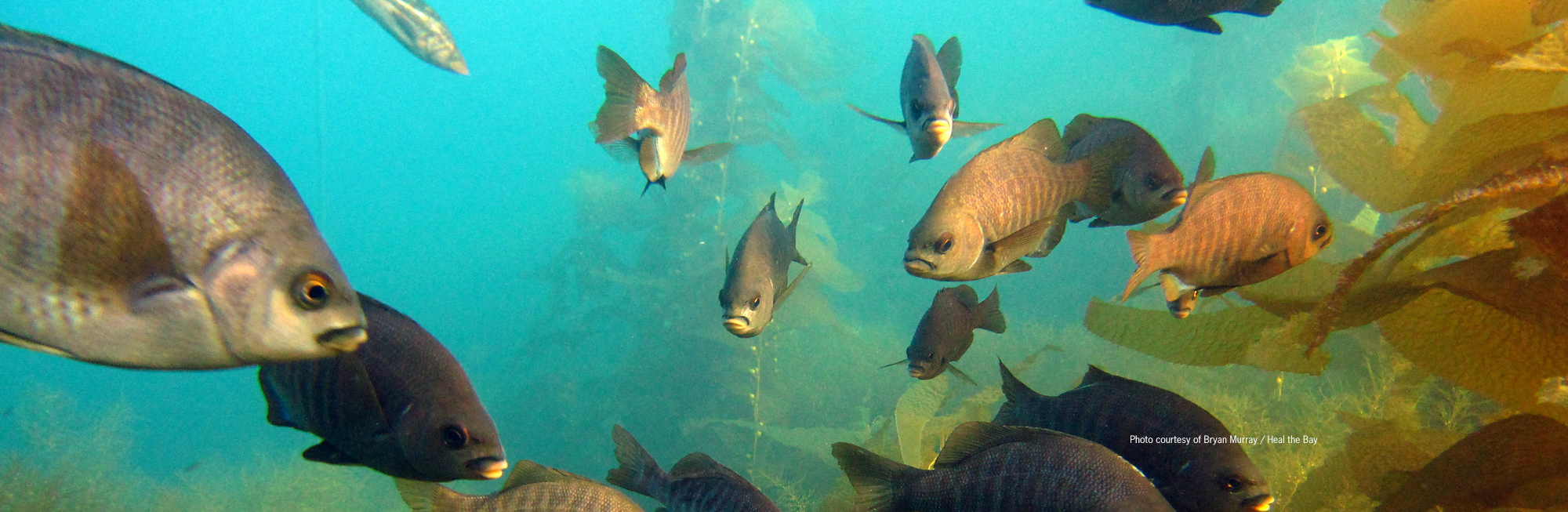 Party Boat Operators to Face Stiffer Penalties for Violations within MPAs