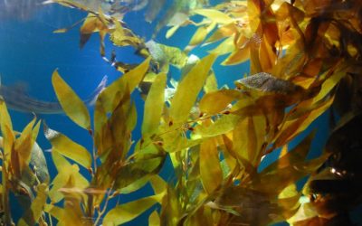 New Regulatory Requirements for the Commercial Harvest of Kelp and Other Marine Algae