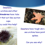 Surviving in the Tidepools PowerPoint Presentation