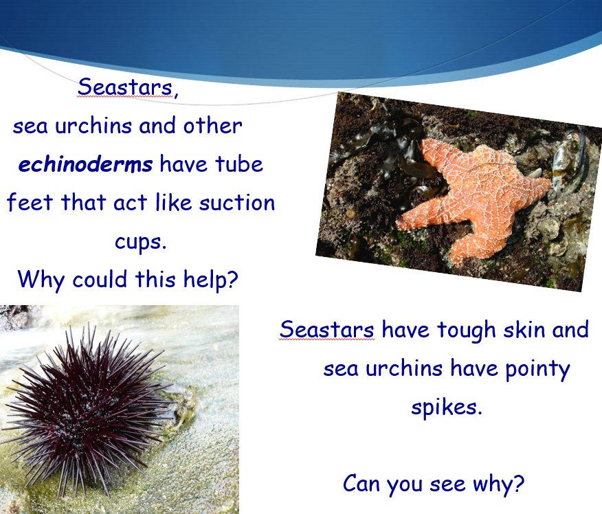 Surviving in the Tidepools PowerPoint Presentation