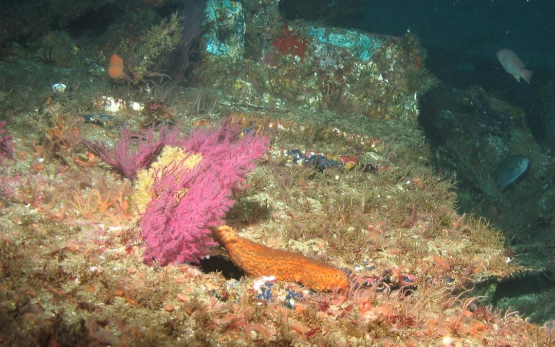 What is cooler than a cucumber – a sea cucumber!