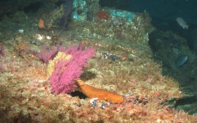 What is cooler than a cucumber – a sea cucumber!