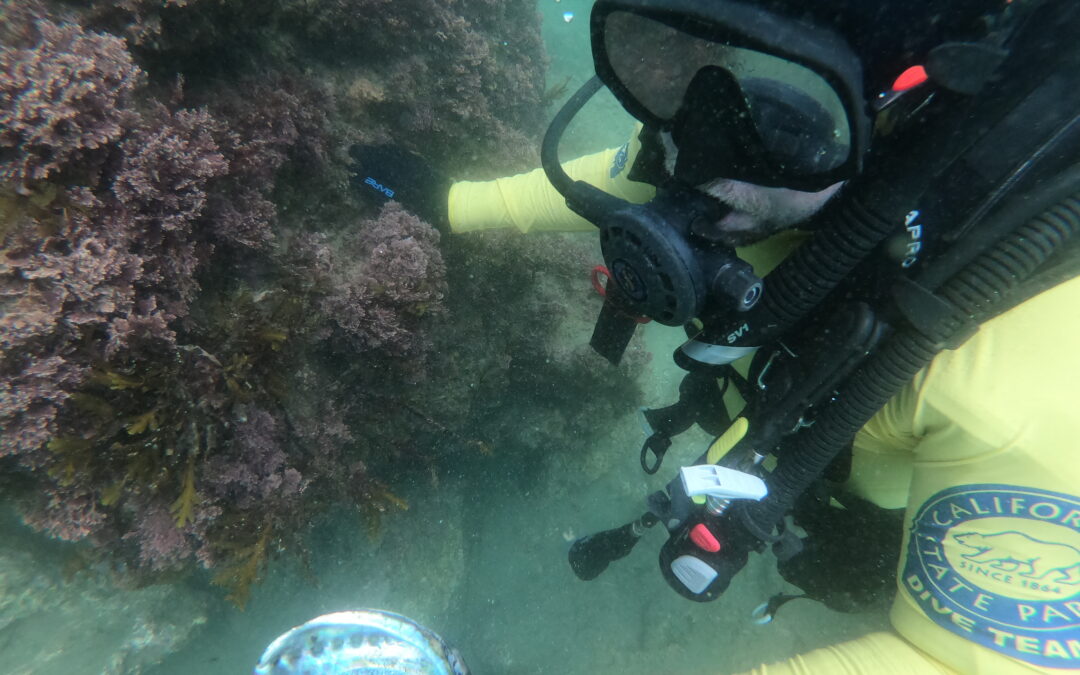 Diving in Crystal Cove State Marine Conservation Area