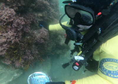 Diving in Crystal Cove State Marine Conservation Area