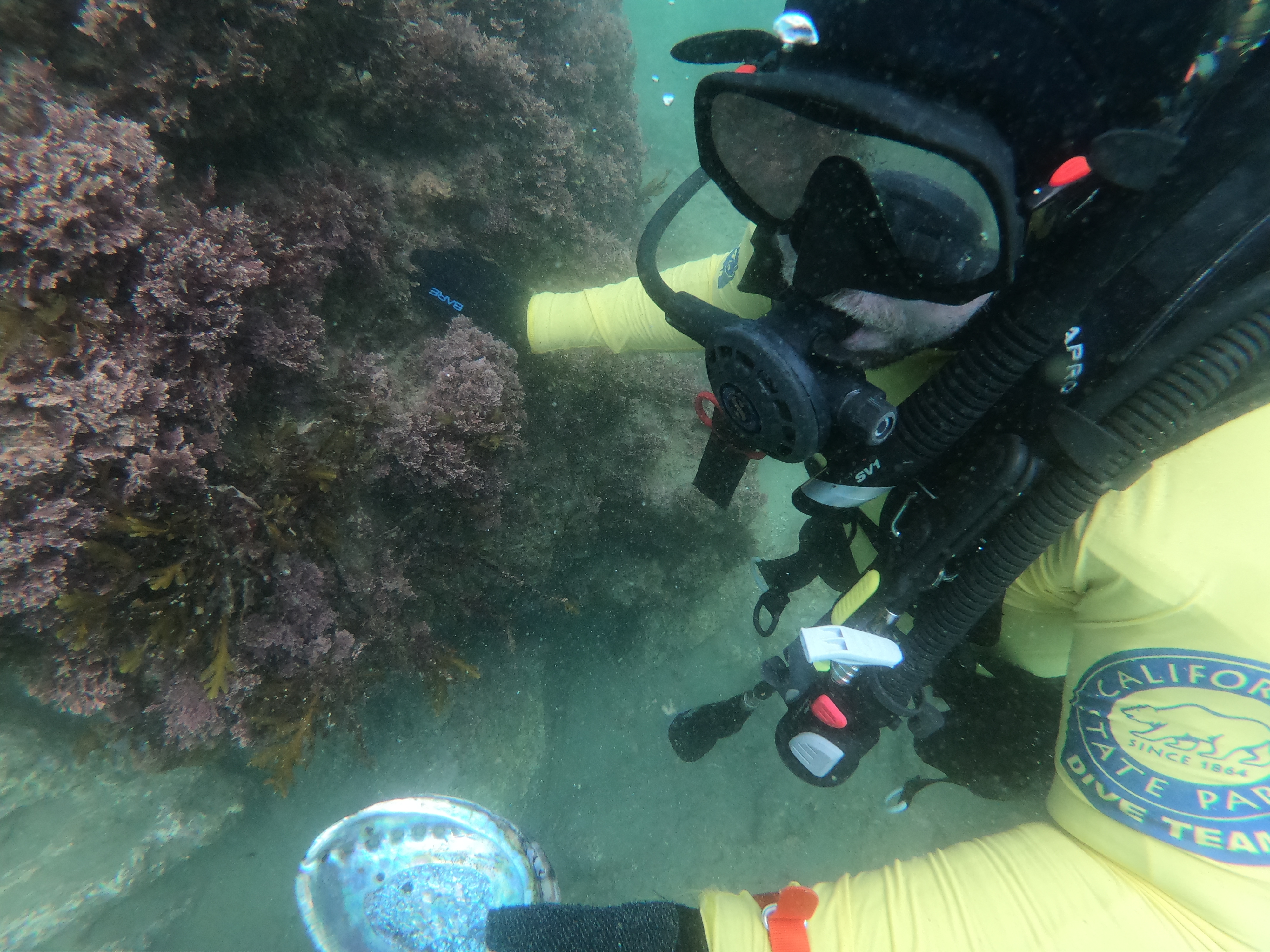Diving in Crystal Cove State Marine Conservation Area