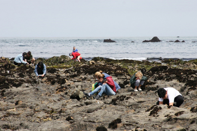 Celebrating 50 Years of Protection at Fitzgerald Marine Reserve