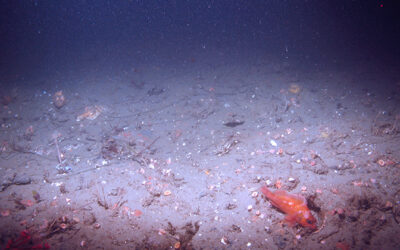 Exploring California’s Marine Protected Areas: Point Conception State Marine Reserve
