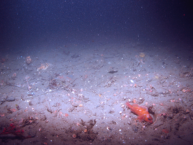Exploring California’s Marine Protected Areas: Point Conception State Marine Reserve