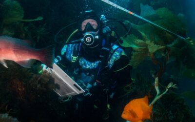 MPA update: Monitoring California’s iconic kelp forests