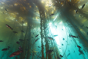 Exploring California’s Marine Protected Areas: Big Creek State Marine Reserve