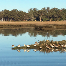 Exploring California’s Marine Protected Areas: Morro Bay State Marine Recreational Management Area and Morro Bay State Marine Reserve