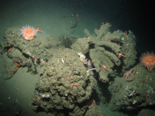 Exploring California’s Marine Protected Areas: Soquel Canyon State Marine Conservation Area