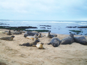 Exploring California’s Marine Protected Areas: Año Nuevo State Marine Reserve