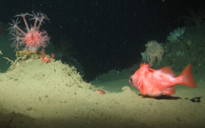 Exploring California’s Marine Protected Areas: Submarine Canyon Habitats
