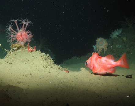 Exploring California’s Marine Protected Areas: Submarine Canyon Habitats