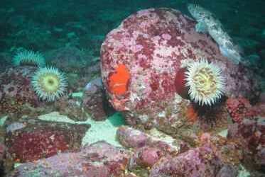 Exploring California’s Marine Protected Areas: Point Arena State Marine Reserve and Point Arena State Marine Conservation Area