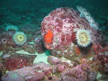 Exploring California’s Marine Protected Areas: Point Arena State Marine Reserve and Point Arena State Marine Conservation Area