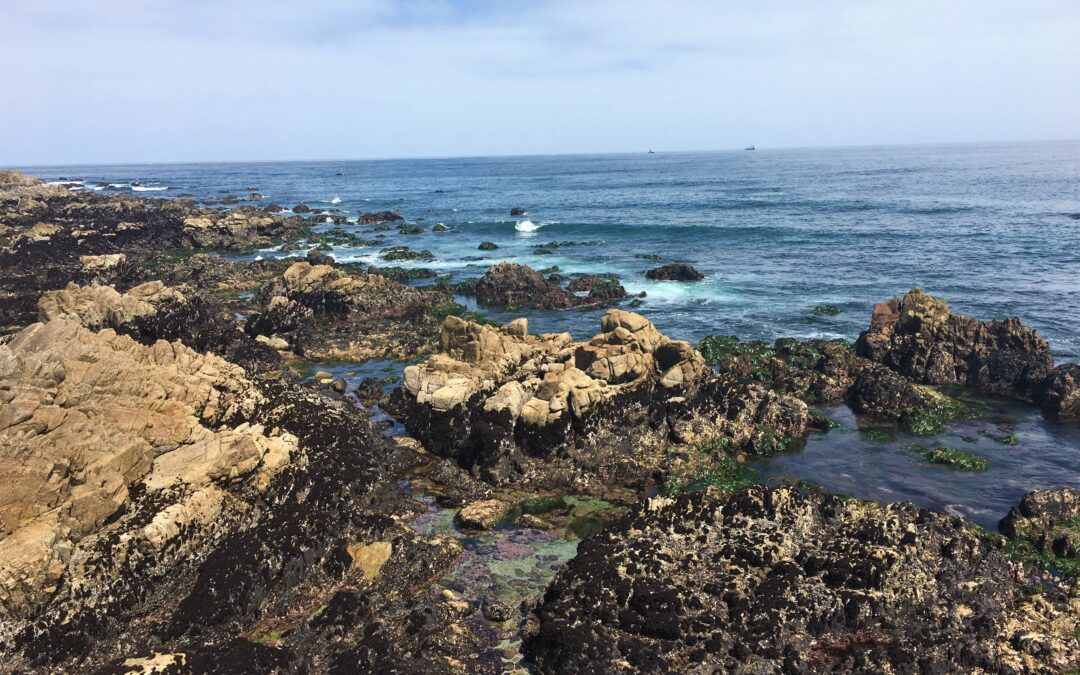 Exploring California’s Marine Protected Areas: Pacific Grove Marine Gardens State Marine Conservation Area
