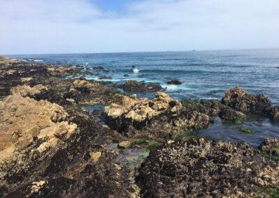 Exploring California’s Marine Protected Areas: Pacific Grove Marine Gardens State Marine Conservation Area
