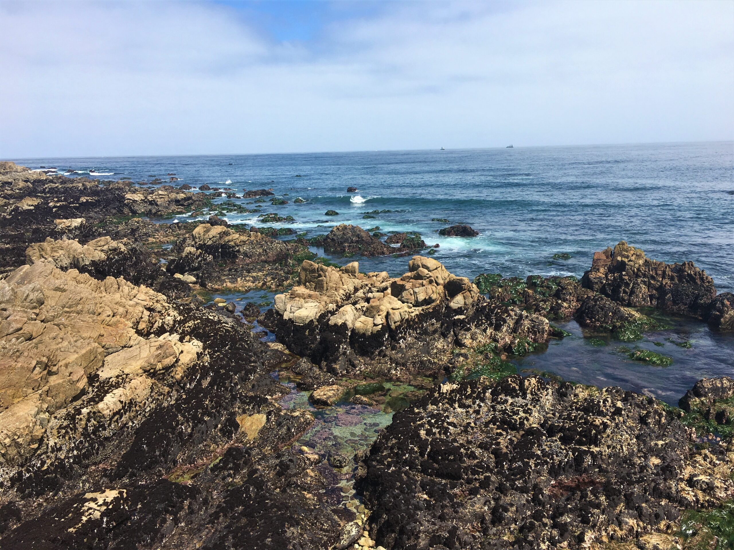 Exploring California’s Marine Protected Areas: Pacific Grove Marine Gardens State Marine Conservation Area