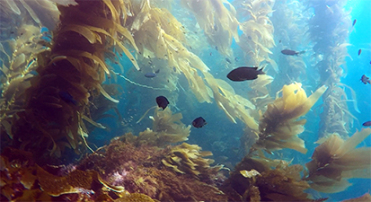 Exploring California’s Marine Protected Areas: Anacapa Island State Marine Reserve