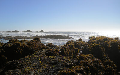 Exploring California’s Marine Protected Areas: Pillar Point State Marine Conservation Area