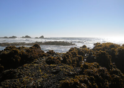 Exploring California’s Marine Protected Areas: Pillar Point State Marine Conservation Area