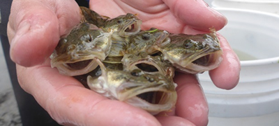 Exploring California’s Marine Protected Areas: South Humboldt Bay State Marine Recreational Management Area (Part Two)