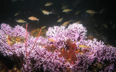 Exploring California’s Marine Protected Areas: Farnsworth Onshore State Marine Conservation Area and Farnsworth Offshore State Marine Conservation Area