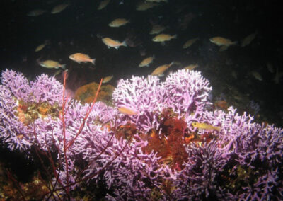 Exploring California’s Marine Protected Areas: Farnsworth Onshore State Marine Conservation Area and Farnsworth Offshore State Marine Conservation Area