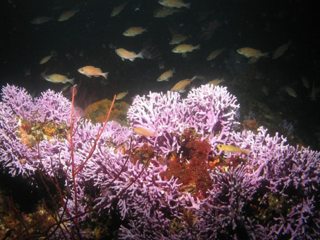 Exploring California’s Marine Protected Areas: Farnsworth Onshore State Marine Conservation Area and Farnsworth Offshore State Marine Conservation Area