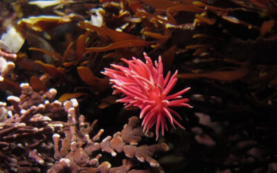 Exploring California’s Marine Protected Areas: Montara State Marine Reserve