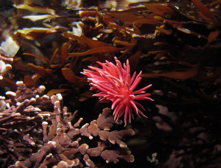 Exploring California’s Marine Protected Areas: Montara State Marine Reserve