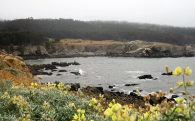 Exploring California’s Marine Protected Areas: Gerstle Cove State Marine Reserve