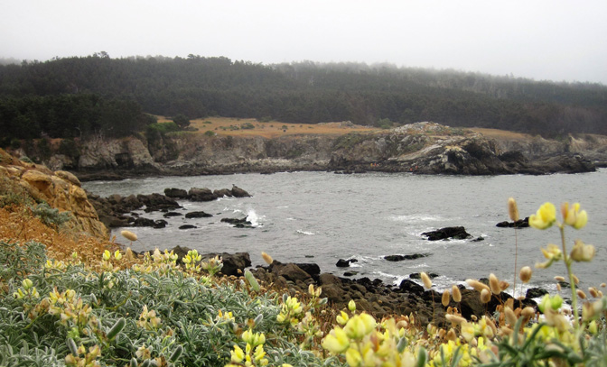 Exploring California’s Marine Protected Areas: Gerstle Cove State Marine Reserve