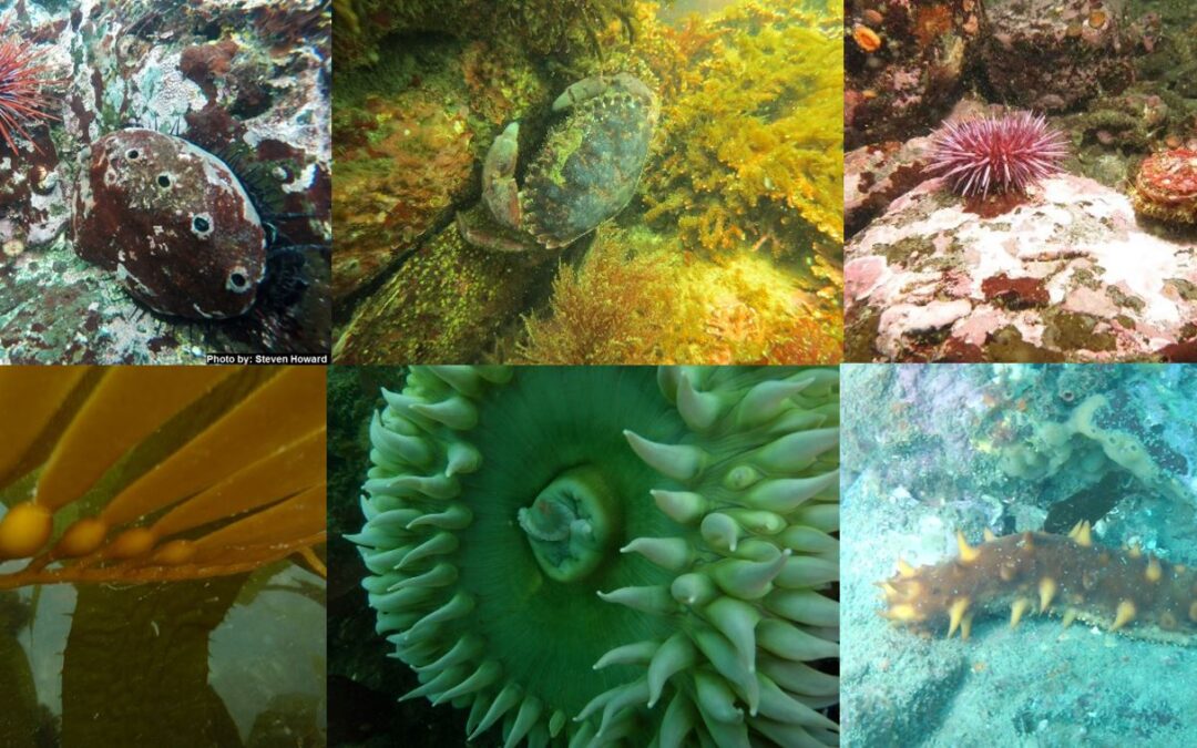 Exploring California’s Marine Protected Areas: Van Damme State Marine Conservation Area