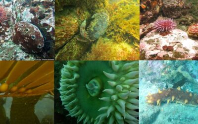 Exploring California’s Marine Protected Areas: Van Damme State Marine Conservation Area