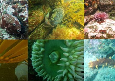 Exploring California’s Marine Protected Areas: Van Damme State Marine Conservation Area