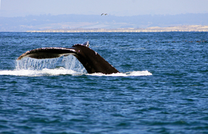 Exploring California’s Marine Protected Areas: Portuguese Ledge State Marine Conservation Area