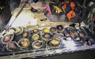 CDFW Wildlife Officer Works with Multiple Agencies to Stop Suspected Abalone Poachers in the Act