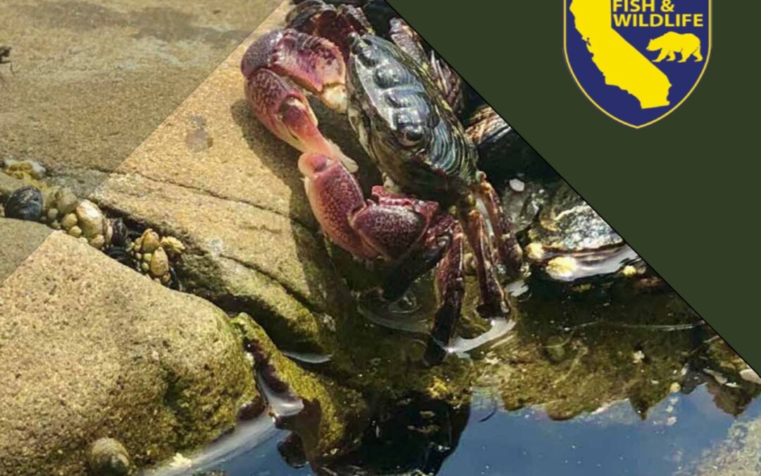 California Department of Fish and Wildlife 2020 Marine Region Year In Review Reports Available