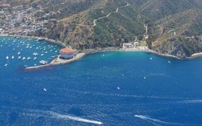 Signs of success for marine-protected areas off PV, Catalina