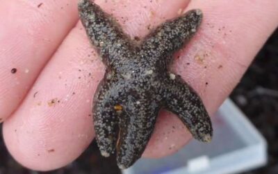 How California’s sea stars are evolving past a devastating pandemic