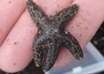 How California’s sea stars are evolving past a devastating pandemic