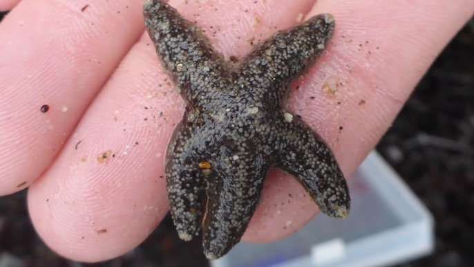 How California’s sea stars are evolving past a devastating pandemic