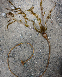 Bull Kelp Working Group Launched