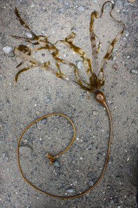 Bull Kelp Working Group Launched