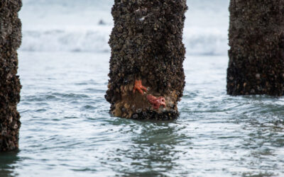Sea star wasting disease is still a mystery, but CSUF researchers are on the case